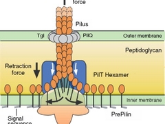 ATP Sythase: Design of Cell Molecular Machines 