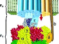 Evidence of Molecular Machines