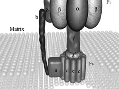 Molecular Machines - ATP Synthase 