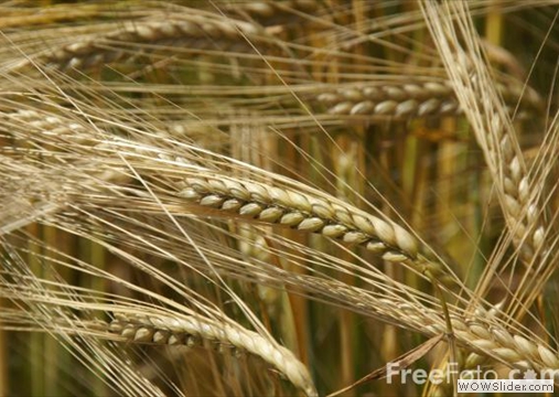 Organic Barley