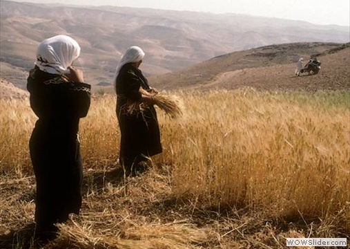 Grain Harvest