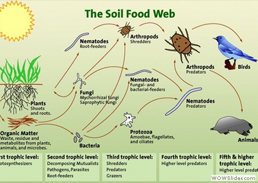 The Soil Food Web