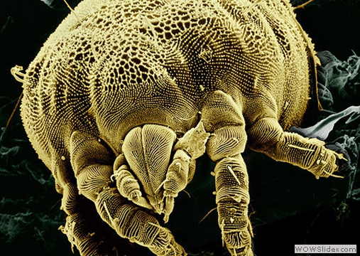 A Soil Mite